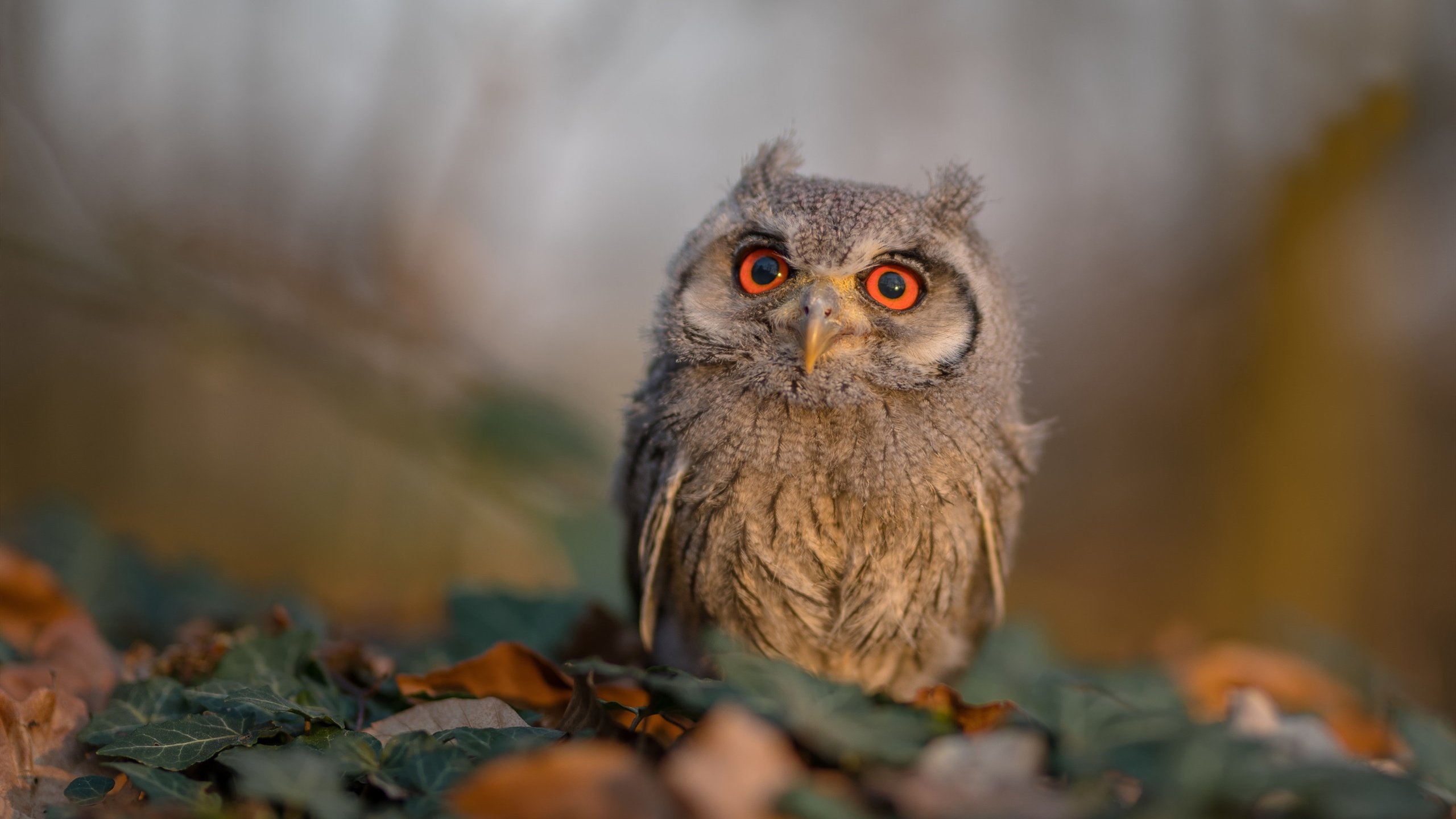 《跨国大战一触即发：国际电竞舞台的激烈对抗》，跨国电竞物流